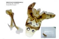 Nematopogon swammerdamella