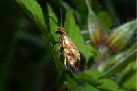 Micropterix tunbergella