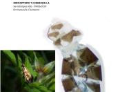 Micropterix tunbergella