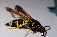 Paranthrene tabaniformis