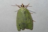 Tortrix viridana