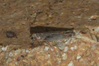 Scrobipalpa costella