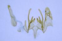 Scrobipalpa costella