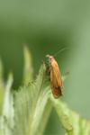 Lathronympha strigana