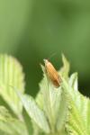 Lathronympha strigana