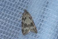 Cnephasia stephensiana