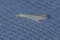 Coleophora striatipennella