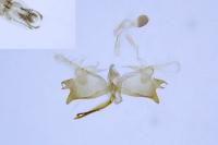 Coleophora striatipennella
