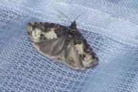 Epiblema scutulana