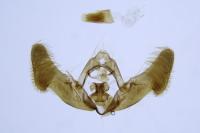 Epiblema scutulana