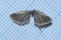 Epiblema scutulana