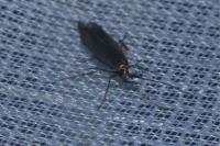Coleophora deauratella