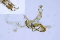 Coleophora deauratella