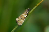Olethreutes micana