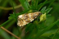 Olethreutes micana
