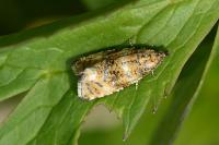 Olethreutes micana