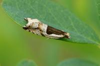 Ancylis myrtillana