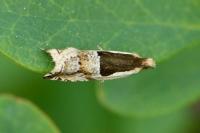 Ancylis myrtillana