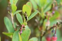 Ancylis myrtillana