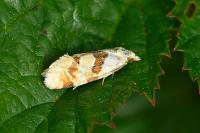 Aethes cnicana/rubigana