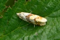 Aethes cnicana/rubigana
