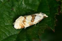 Aethes cnicana/rubigana