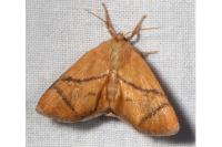Apoda limacodes