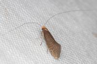 Nematopogon adansoniella