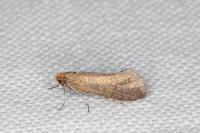 Nematopogon adansoniella