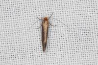 Nematopogon adansoniella