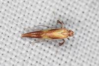 Caloptilia robustella