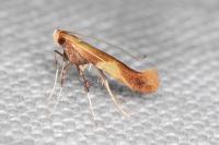 Caloptilia robustella