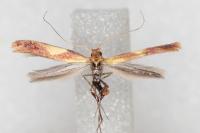 Caloptilia robustella