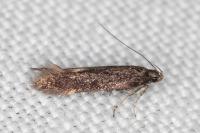 Oxypteryx atrella