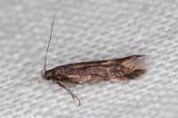 Oxypteryx atrella