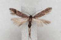 Oxypteryx atrella