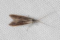 Coleophora albella