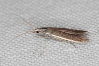 Coleophora albella
