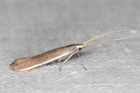Coleophora albella