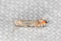 Phyllonorycter scitulella