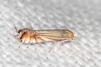 Phyllonorycter scitulella