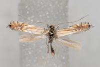 Phyllonorycter scitulella