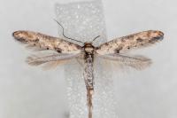 Epermenia aequidentella