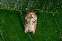 Acleris schalleriana
