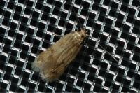 Borkhausenia nefrax