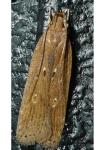 Helcystogramma triannulella