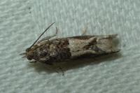 Crocidosema plebejana