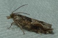 Crocidosema plebejana