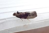 Hedya nubiferana