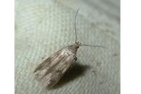 Borkhausenia nefrax